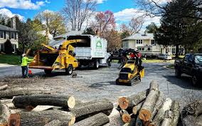 Ione, CA Tree Care Company