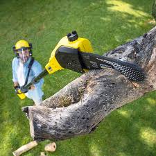 Best Firewood Processing and Delivery  in Ione, CA