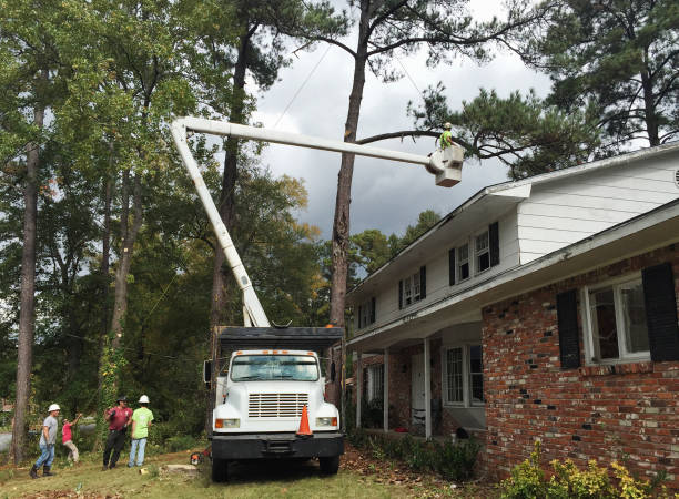 Best Commercial Tree Services  in Ione, CA