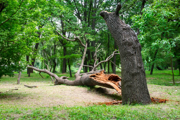 Best Storm Damage Tree Cleanup  in Ione, CA