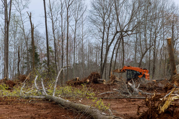 Best Tree Risk Assessment  in Ione, CA