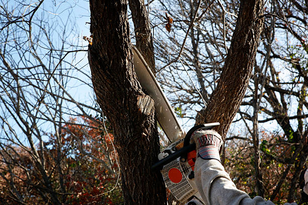 How Our Tree Care Process Works  in  Ione, CA