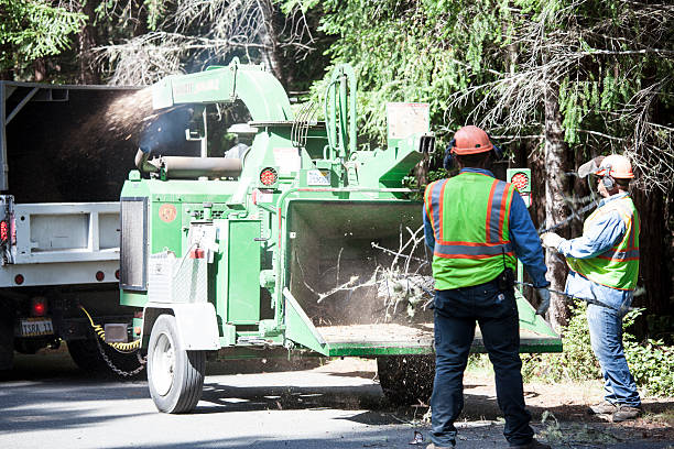 Best Tree Fertilization  in Ione, CA