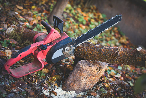  Ione, CA Tree Care Pros